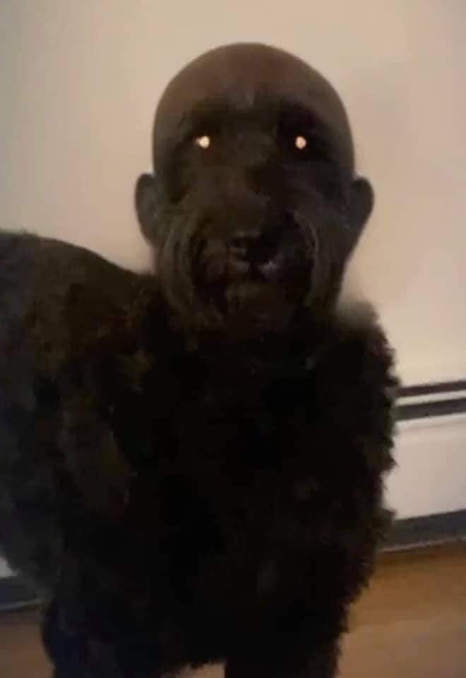 The extremely unique styling of the dog