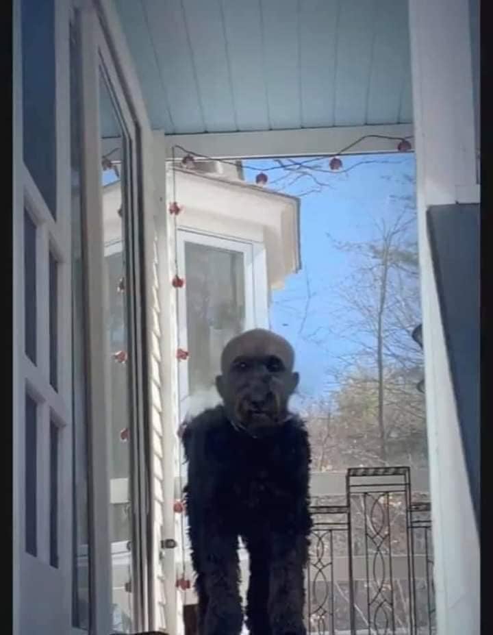 The dog may not know how it looked before, but it certainly looks quite creepy now