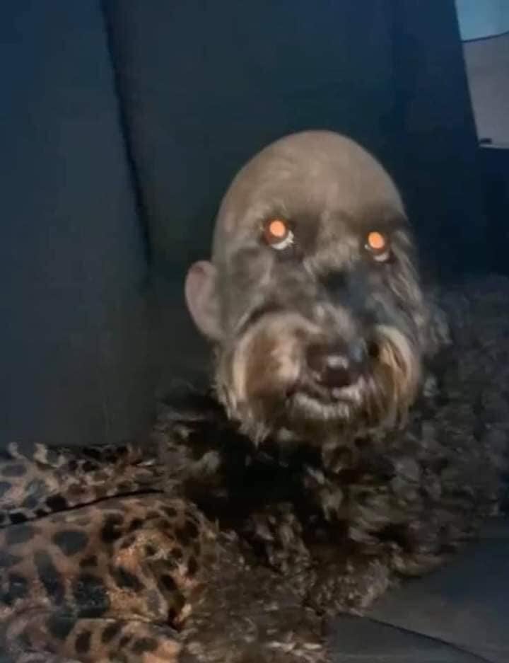 Seeing this dog at night would surely make many people run away
