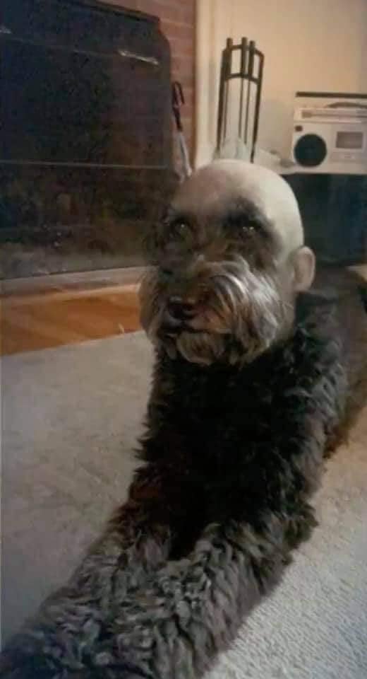 Looks quite creepy even though the dog is sitting very obediently