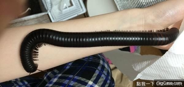 Close-up of her 'pet'