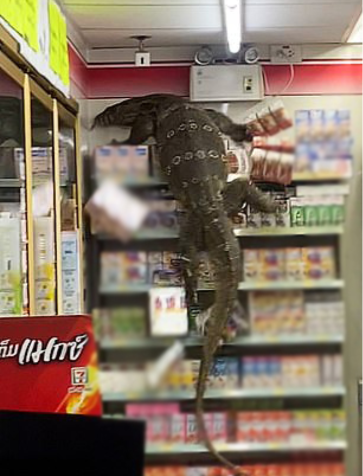 Frustrated by not being able to open the refrigerator door, the aggressive monitor lizard climbed onto the top of the shelf