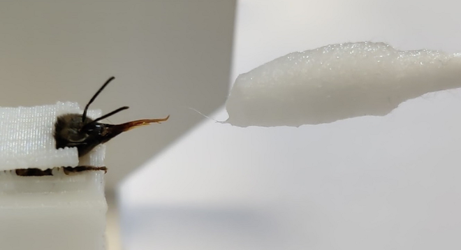 Dutch scientists train bees to detect COVID-19 using Pavlovian conditioning