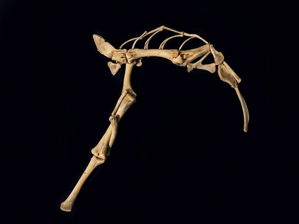 Over-the-Top Gaming: Player Uses KFC Chicken Bones to Create Destructive Weapons and Hunt Monsters 4 Could be assembled to create an axe or scythe like this in the game