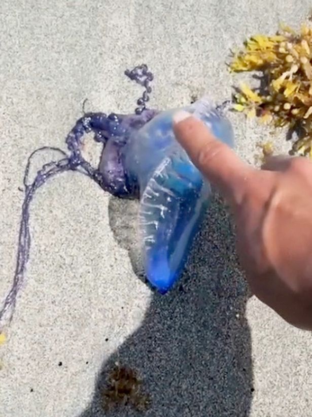 This is a highly toxic jellyfish, and Alex's actions are being heavily criticized