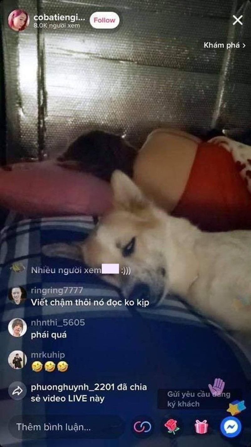 This dog unexpectedly became an internet phenomenon, a streamer with incredibly high interaction