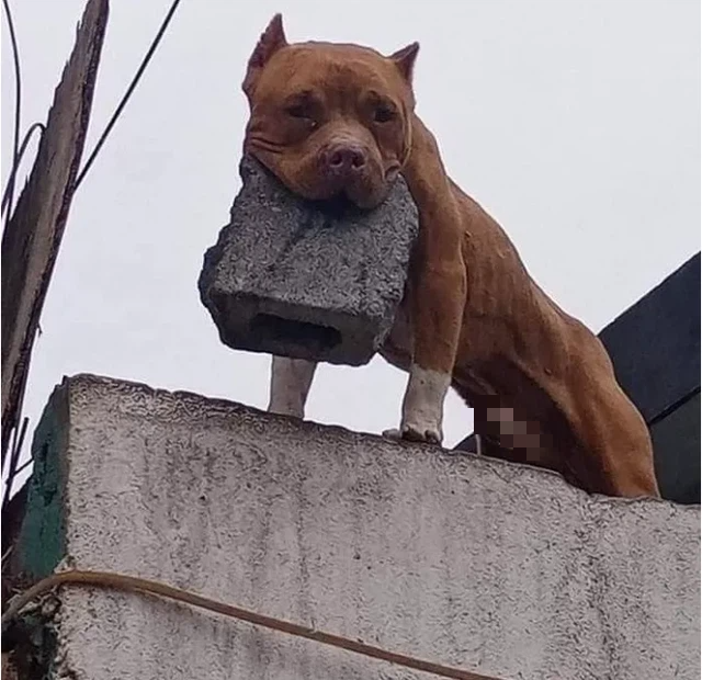 Image of the dog in the story that is causing a stir in the online community