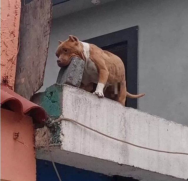 The dog trained to drop the brick