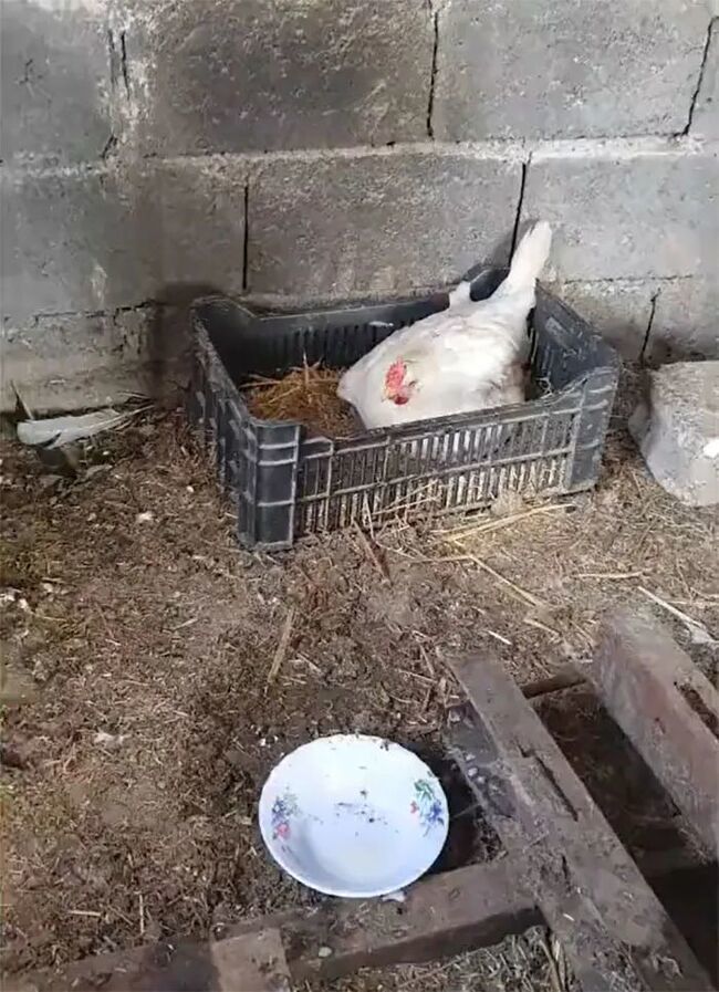 The farmer came to check the chicken coop after hearing a strange sound