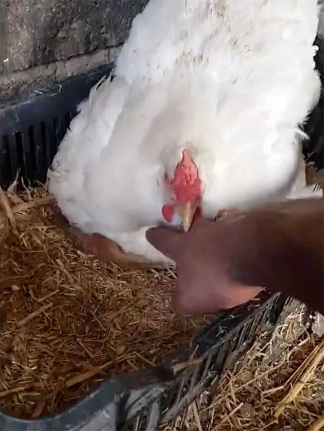 Checking the nest after hearing the cat's meow