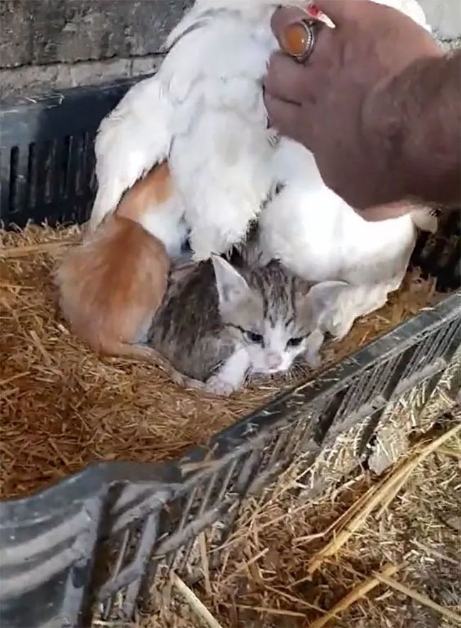 The farmer just discovered three adorable kittens lying underneath