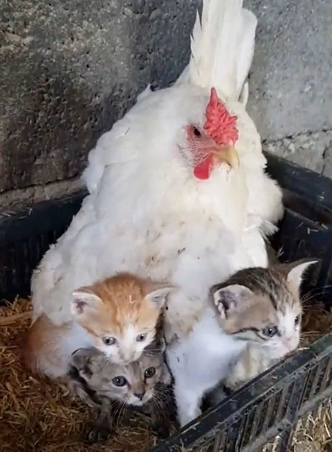 The hen appears quite alert to anyone approaching and is always aware of protecting the kittens