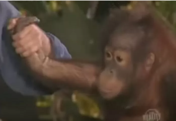 In the solo pull-up challenge with the orangutan