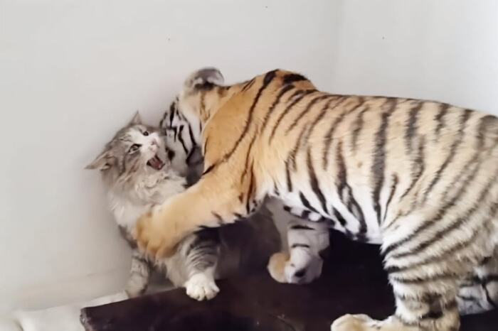 The excited tiger making friends with its new buddy