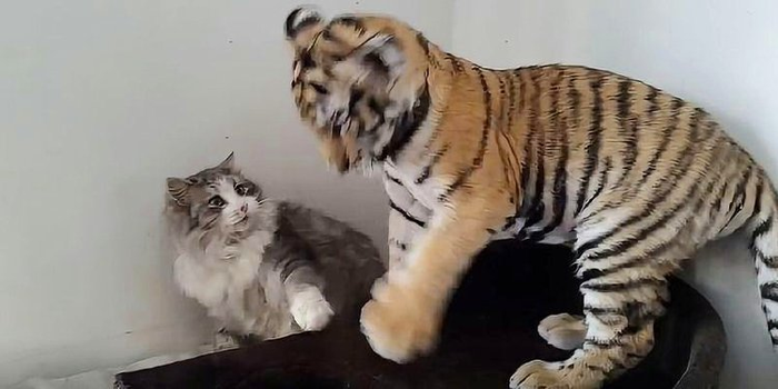 Continuing to not give up and still trying to befriend