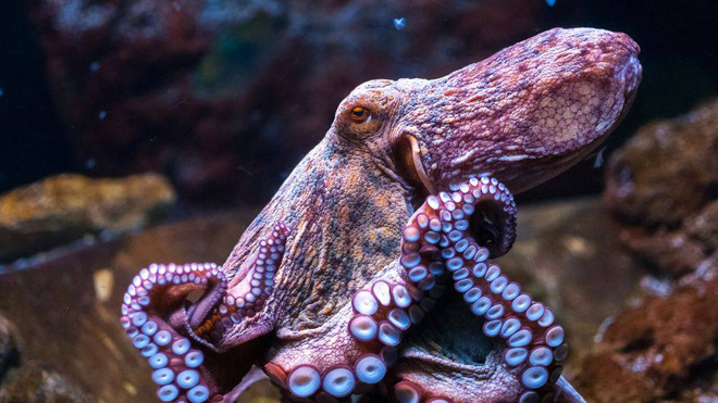 UK: Bill to Protect Species Like Octopuses and Lobsters, Preventing Them from Suffering Before Cooking 1 Octopus