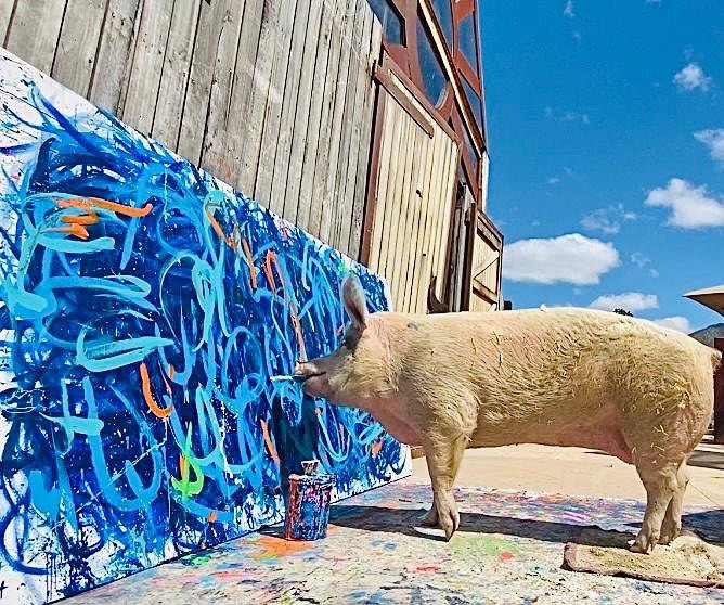 Image of Pig Caso the pig causing a stir online