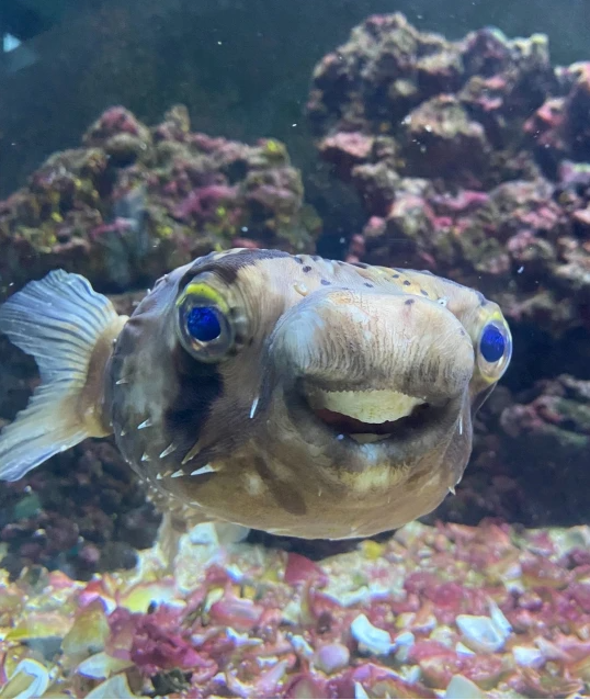Goldie - the fish in the story