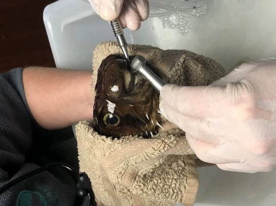 Goldie undergoing surgery by doctors