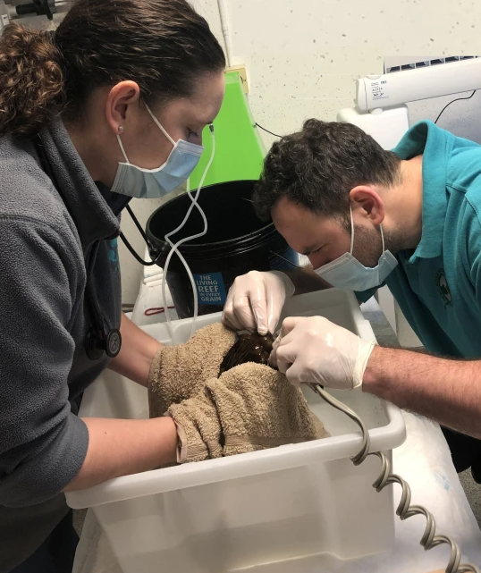 Doctors were very meticulous with this difficult surgery
