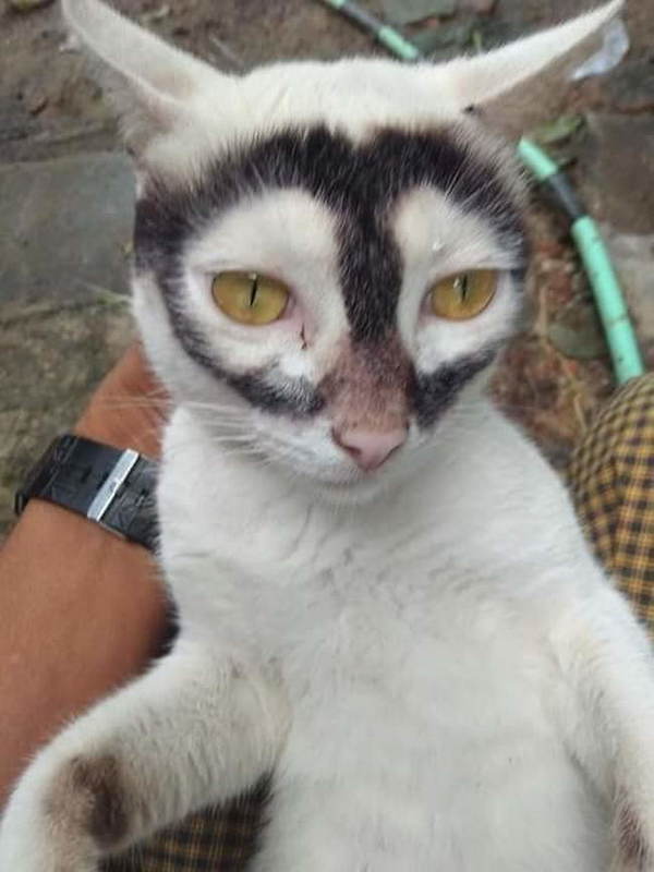 Image of the cat being shared widely on social media