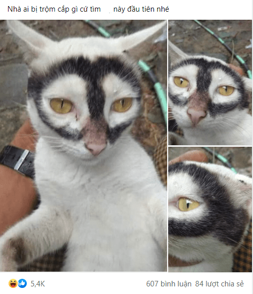 The post about the cat quickly attracted countless attention