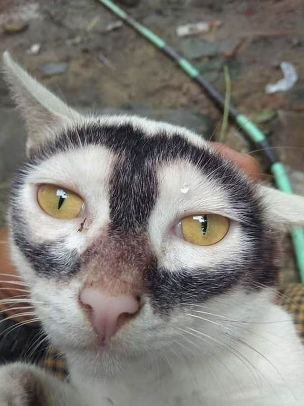 This cat possesses a 'real' look with its special dark circles