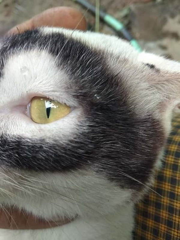 Here is the cat version of Batman