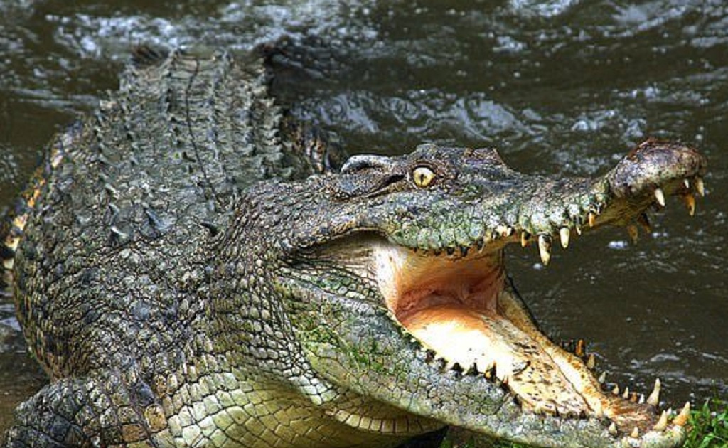 Crocodiles are always among the most aggressive animals