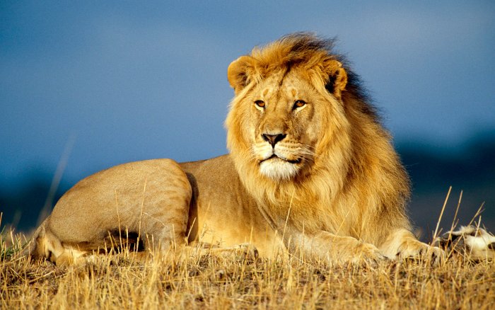 Lions are always one of the most ferocious and dangerous animals