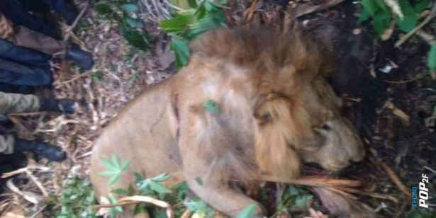 The unfortunate lion, mistakenly attacking a person and ending up defeated and skinned