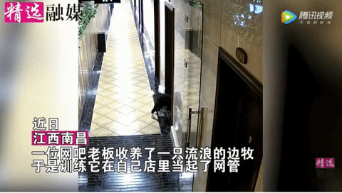 A working session of the adorable dog