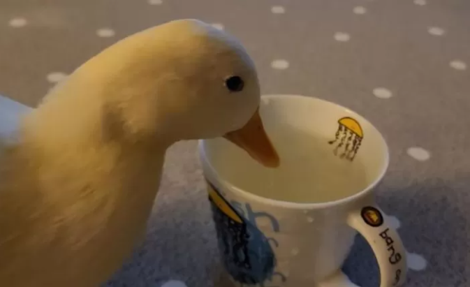 The duck appears quite indifferent, almost not