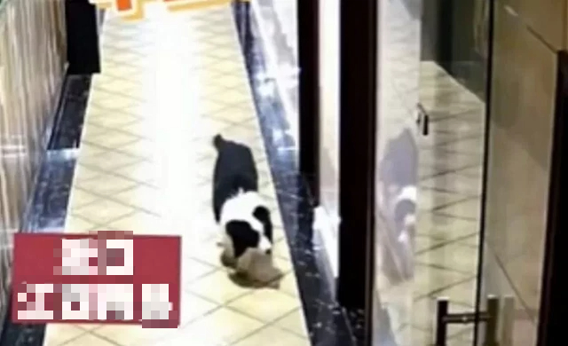 The dog that is causing a stir in this story