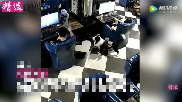 The dog serving customers