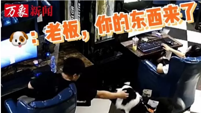 All customers particularly pamper this dog