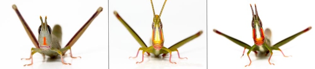 Warramaba virgo (center) and its 'parent species', W. flavolineata (left) and W. whitei (right).
