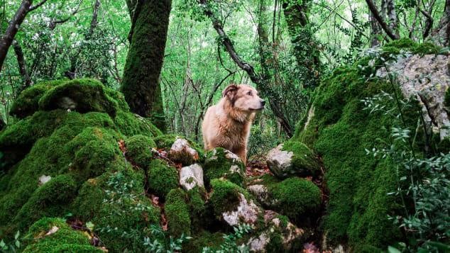 The Guy and His Dog Walk Around the World for 7 Years 2 photo 1 16601923631791297712054