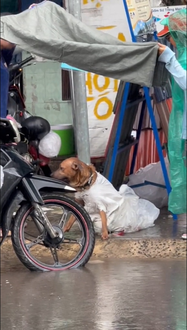 The dog dropped by the thief on the road, still wrapped in the bag.
