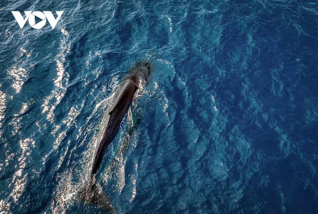 For about 3 weeks, the Hon Trau - Vung Boi sea area (along the De Gi coast, Phu Cat district, Binh Dinh province) has seen a pod of whales that are feeding 1 to 3 nautical miles from the shore. Many locals and tourists have come here to witness and capture the sight of whales surfacing to hunt. This is a rare occurrence in the tropical waters of our country.