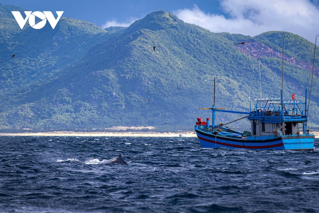 For about 3 weeks, the Hon Trau - Vung Boi sea area (along the De Gi coast, Phu Cat district, Binh Dinh province) has seen a pod of whales that are feeding 1 to 3 nautical miles from the shore. Many locals and tourists have come here to witness and capture the sight of whales surfacing to hunt. This is a rare occurrence in the tropical waters of our country.
