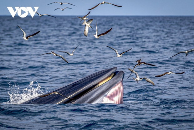 Whales feeding close to shore, chasing and gulping down schools of fish. Above them, hundreds of young seagulls fly along to 