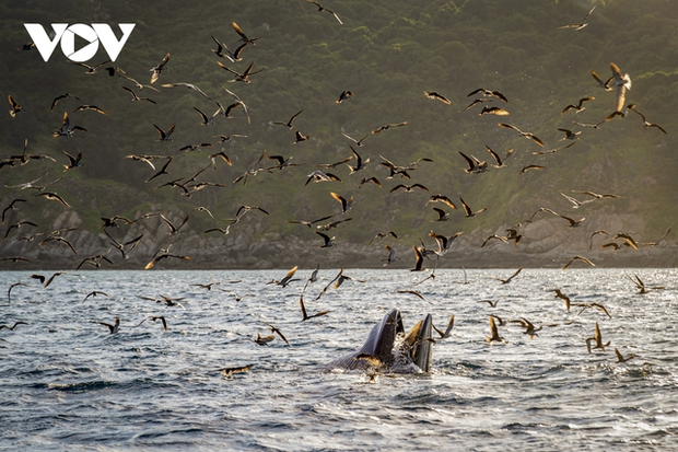 Whales hunting in the sunset over the De Gi sea.