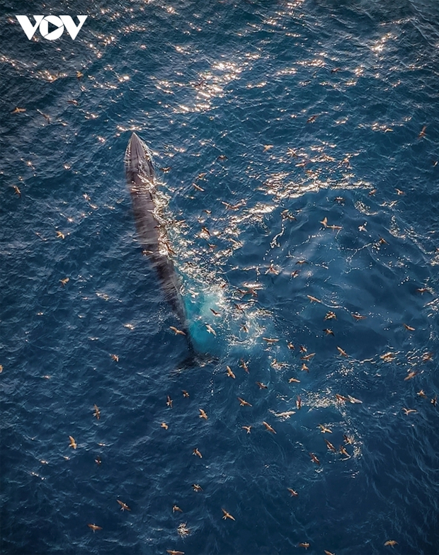 In recent days, during sunrise or sunset illuminating the sea, hundreds of seagulls have been flying in the direction of the whales, diving in to 