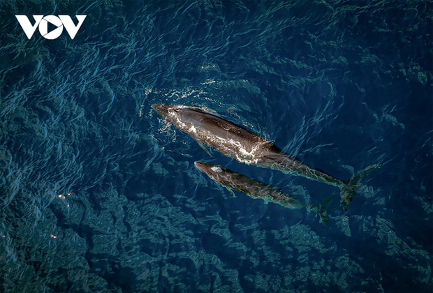 Local fishermen believe they are blue whales. However, experts and scientists confirm that these are Bryde's whales. In recent days, 2 whales have been spotted swimming about 500 meters from the shore to hunt. The large whale is over 15m long, while the smaller one is 5-7m long.