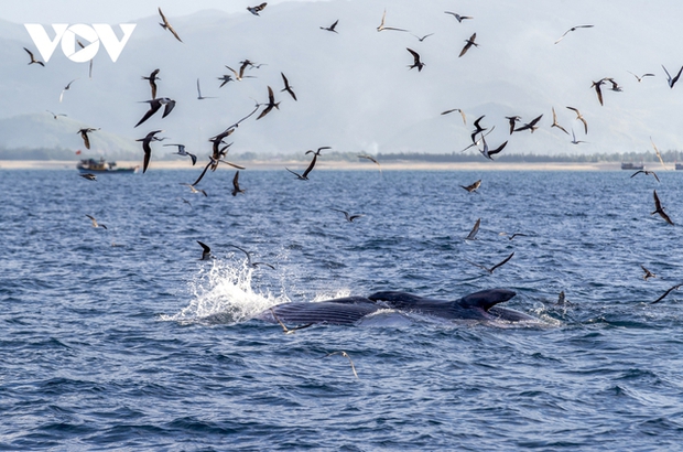 Earlier, at the end of the lunar June, many tourists witnessed a pod of whales hunting in this sea area. Local residents reported that whales have also appeared in the De Gi sea area during the season of anchovies and mackerel near the shore.