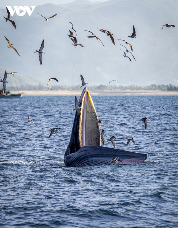 The presence of whales swimming in this sea area for many days is quite rare. According to experts, Bryde's whales (Balaenoptera edeni) are found in the Pacific, Indian, and Atlantic Oceans, but they are most commonly found in tropical and subtropical regions.