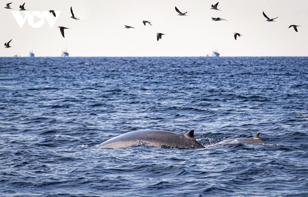 Mother and baby whales swim alongside while hunting for fish in the sea.