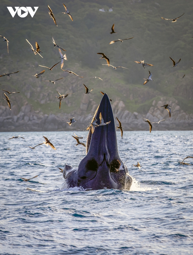 Mother and baby whales swim alongside while hunting for fish in the sea.