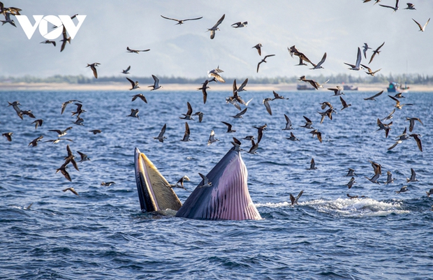 Whales primarily appear following migrating food sources, such as schools of small bait fish like anchovies, mackerel, and zooplankton.